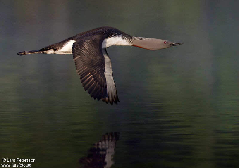 Plongeon catmarin