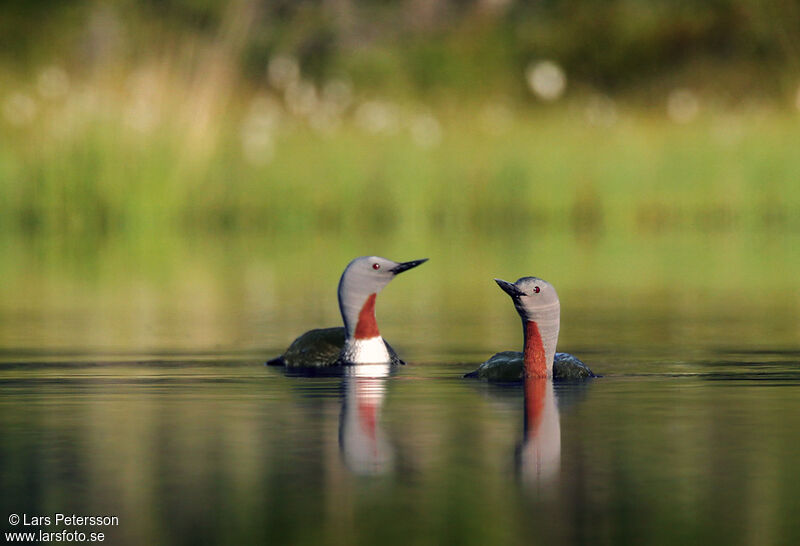 Red-throated Loon