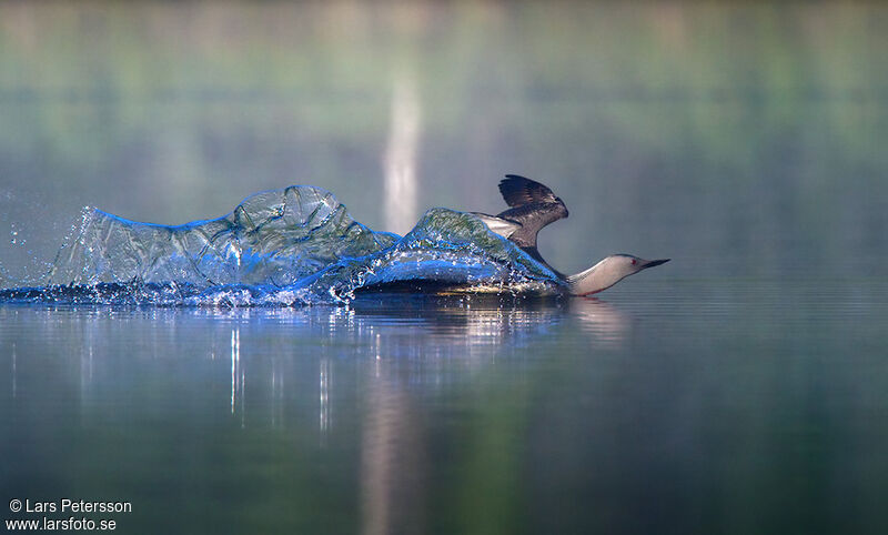 Plongeon catmarin