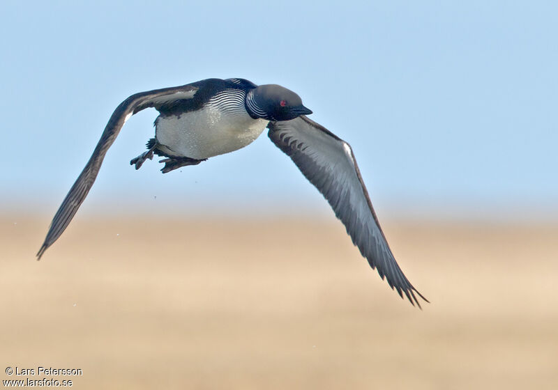 Plongeon du Pacifique