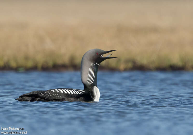 Pacific Loonadult, identification