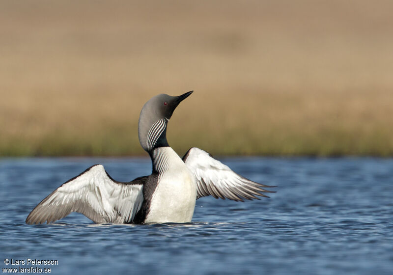 Pacific Loon