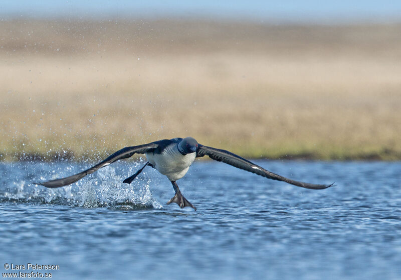 Plongeon du Pacifique