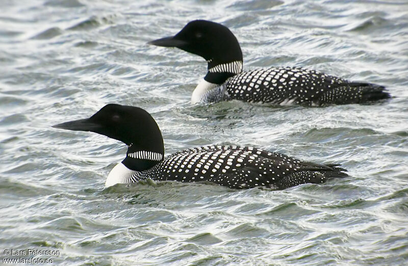 Common Loon