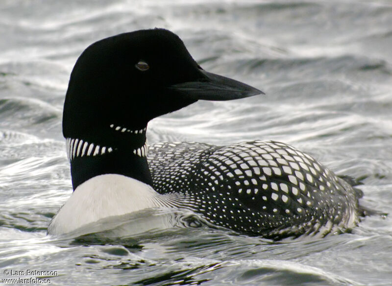 Common Loon