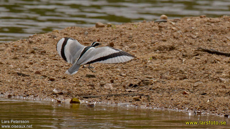 Egyptian Ploveradult, aspect, pigmentation, Flight