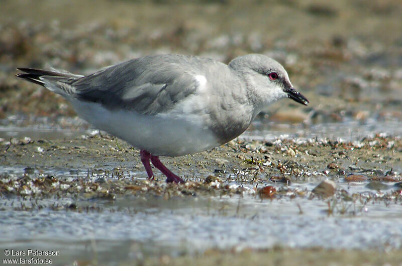 Magellanic Plover