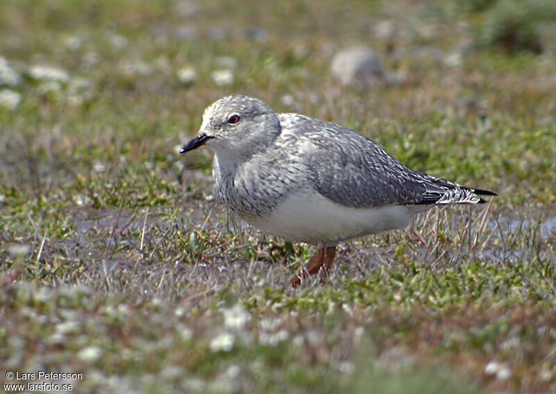 Magellanic Plover