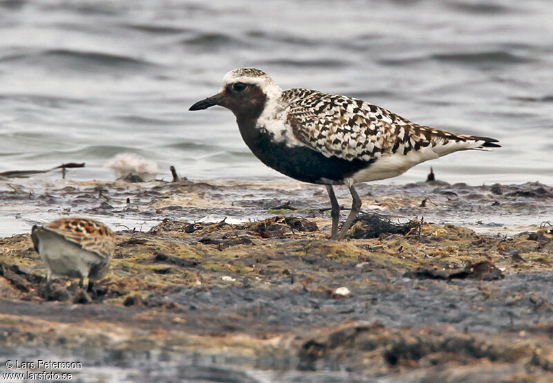 Grey Plover