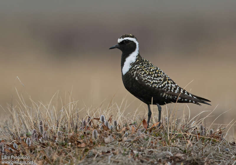 American Golden Plover male adult breeding, identification