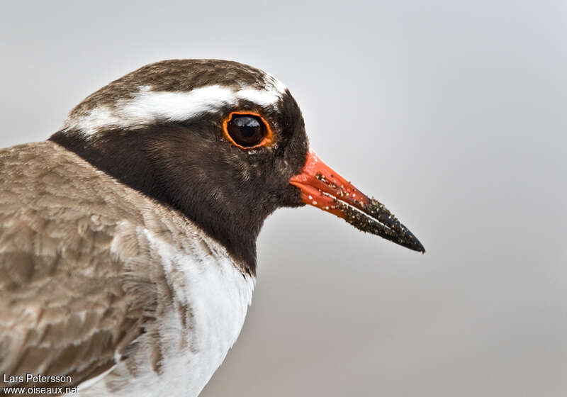 Shore Ploveradult, close-up portrait