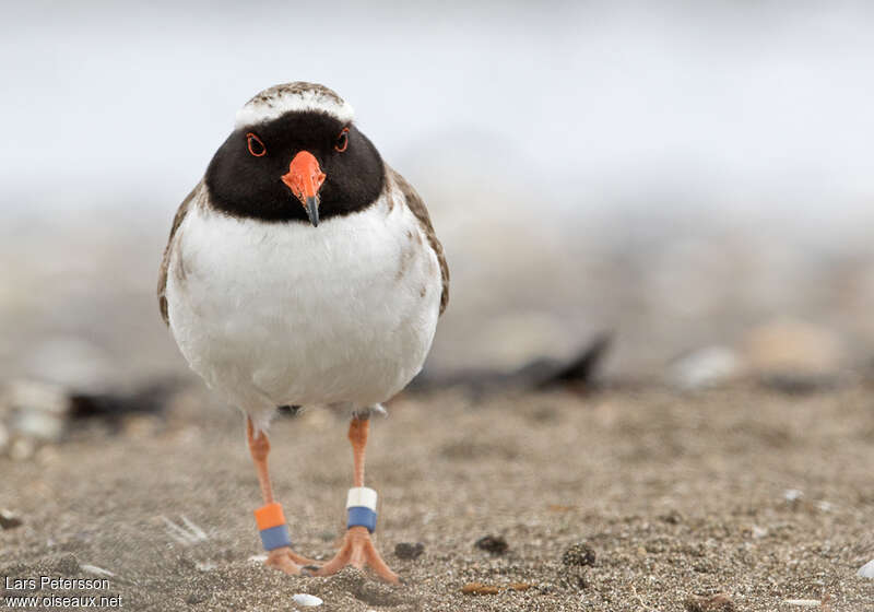 Shore Ploveradult, pigmentation, Behaviour