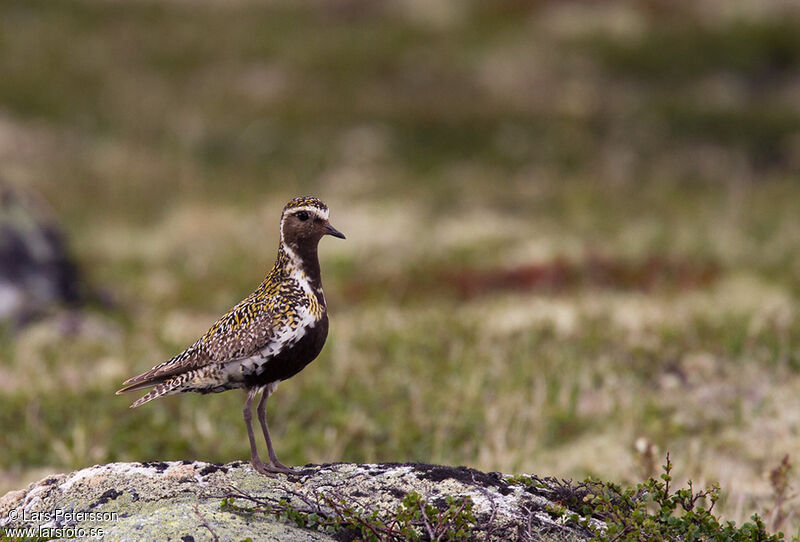 European Golden Plover