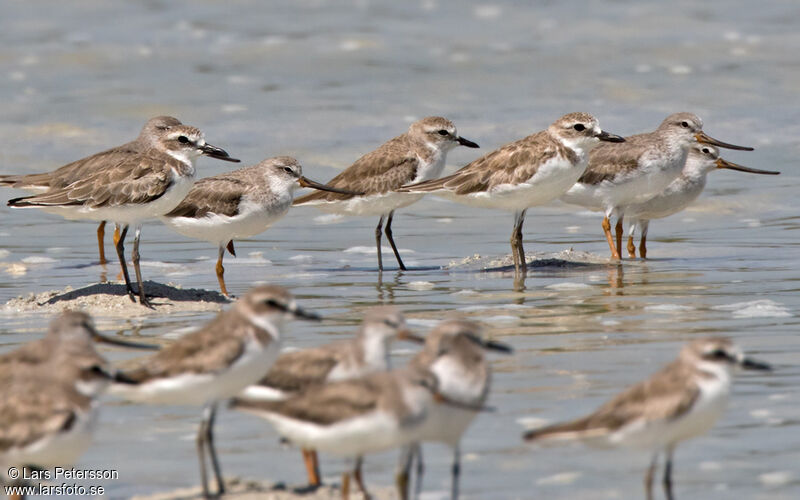 Tibetan Sand Plover