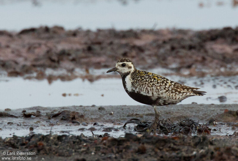 Pacific Golden Plover