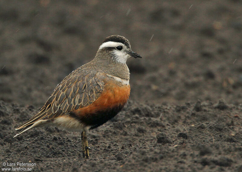 Eurasian Dotterel