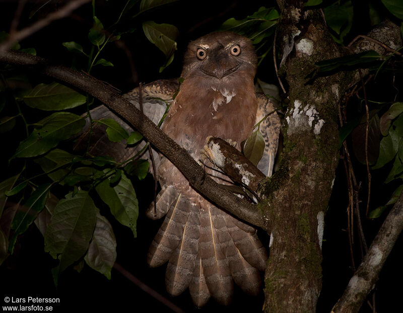 Solomons Frogmouth