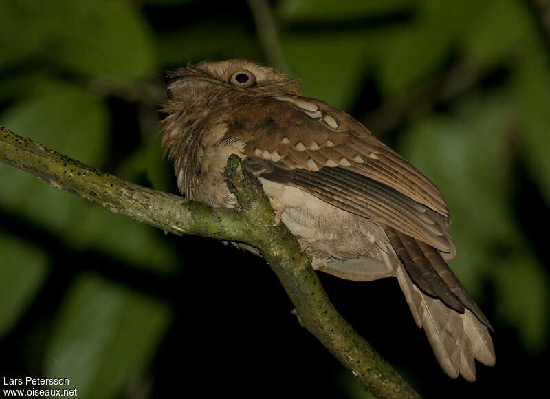 Podarge étoilé, identification