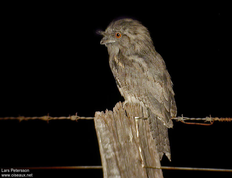 Tawny Frogmouth, Behaviour