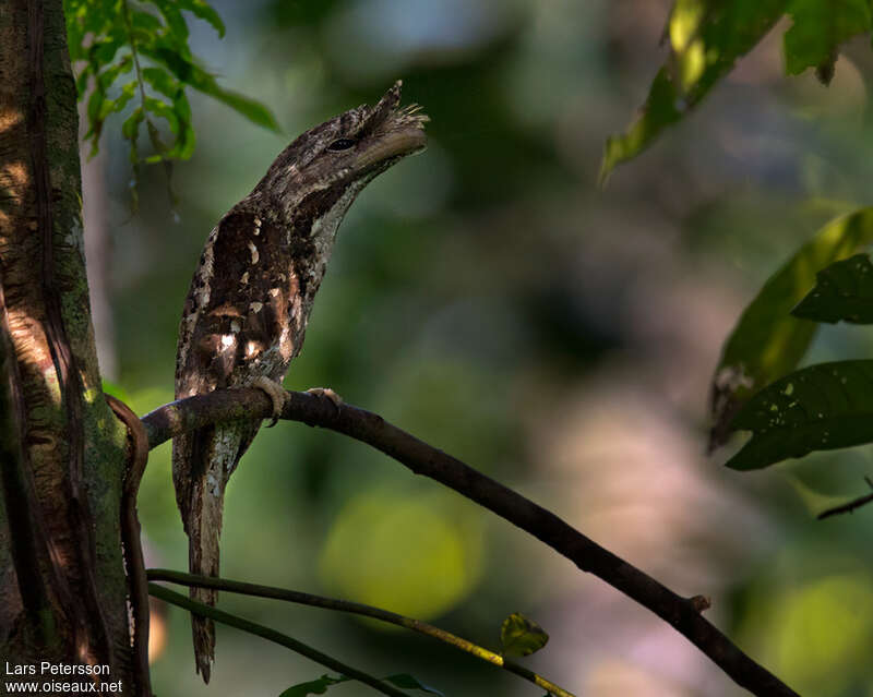 Podarge ocelléadulte, identification