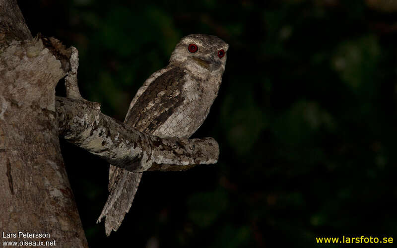 Papuan Frogmouth