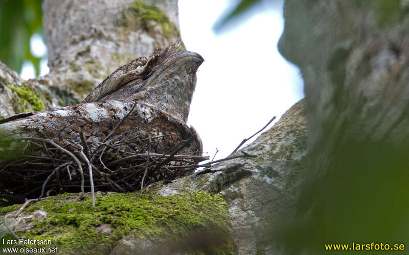 Papuan Frogmouthadult, Reproduction-nesting