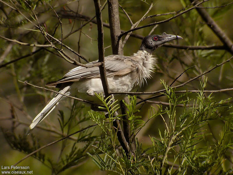 Noisy Friarbirdadult, identification