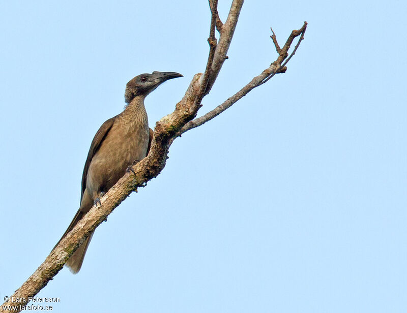 New Guinea Friarbird