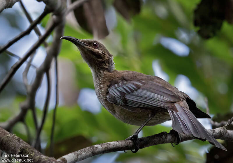 New Caledonian Friarbirdadult