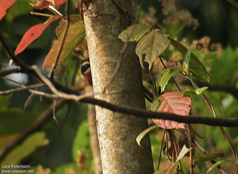 Black-crowned Scimitar Babbler