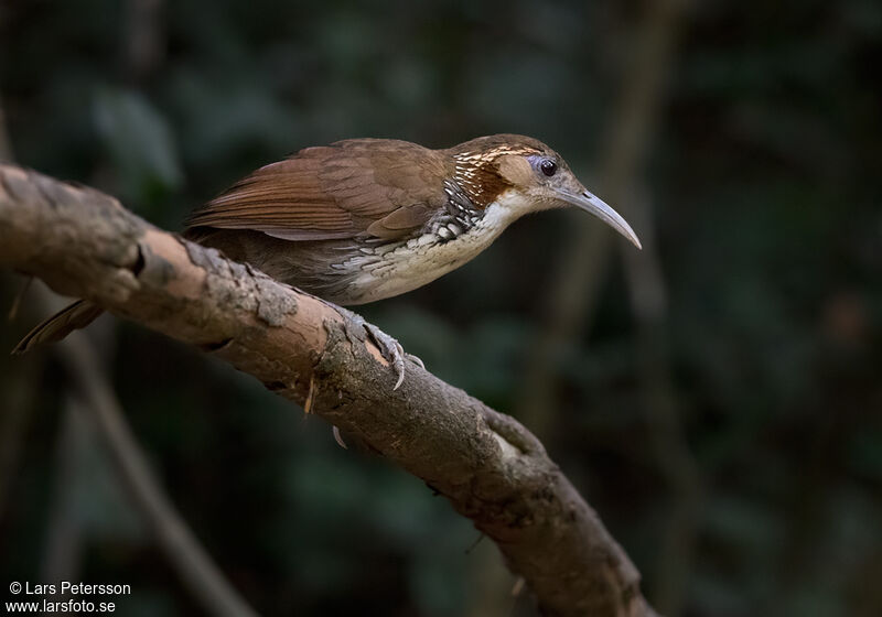 Large Scimitar Babbler