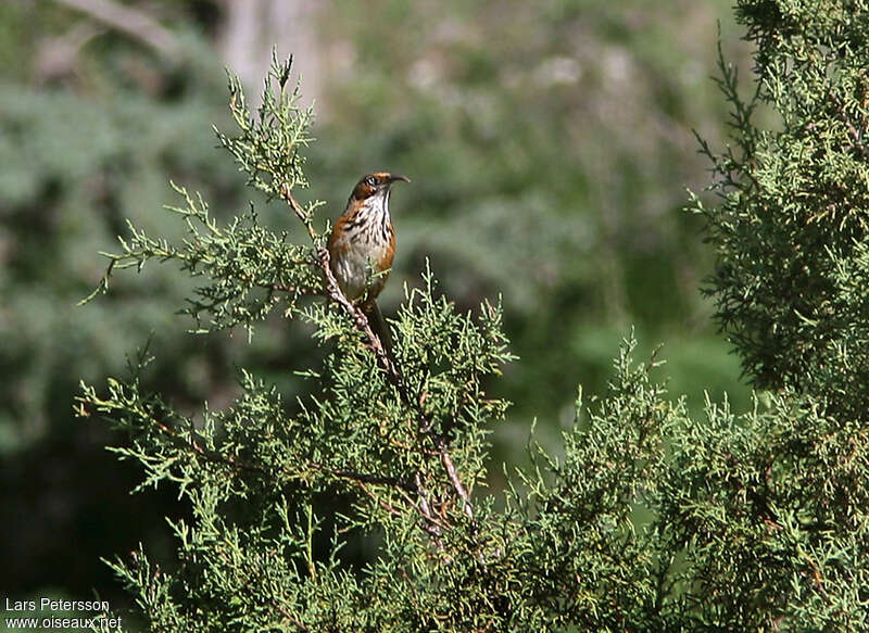 Black-streaked Scimitar Babbleradult