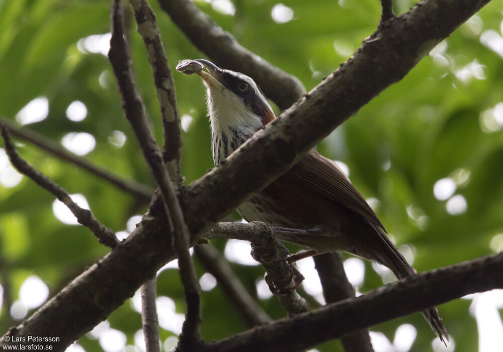 Pomatorhin de Taïwan