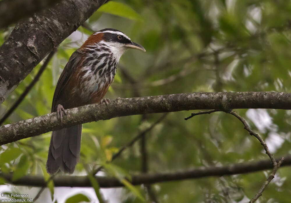 Taiwan Scimitar Babbleradult, identification
