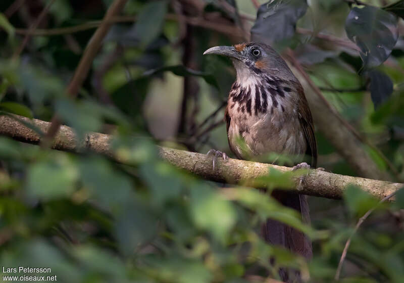 Pomatorhin tachetéadulte, identification