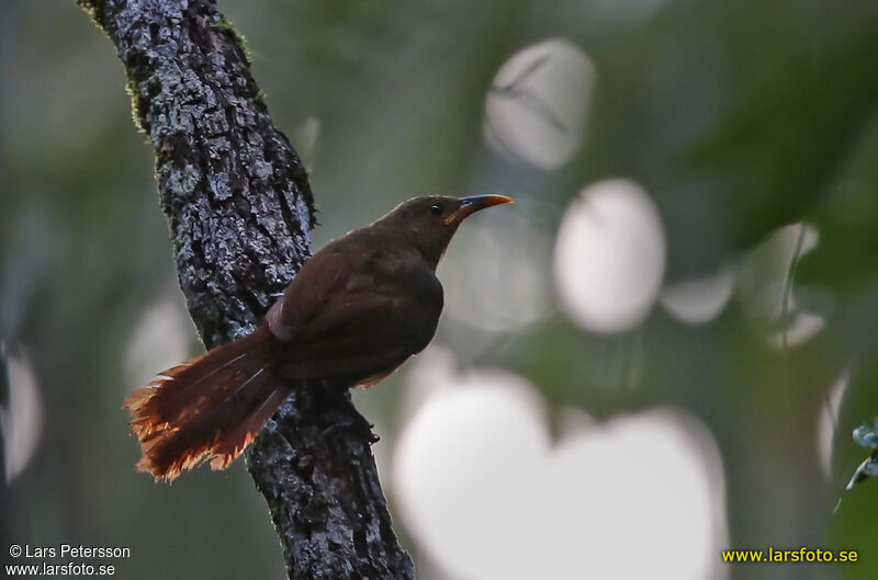 Papuan Babbler