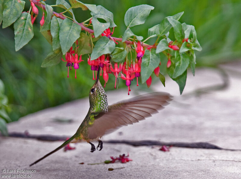 Black-tailed Trainbearer