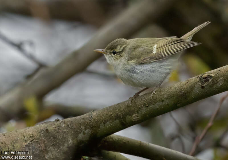 Pouillot à deux barres, identification