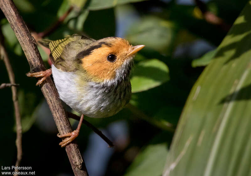 Rufous-faced Warbleradult, close-up portrait