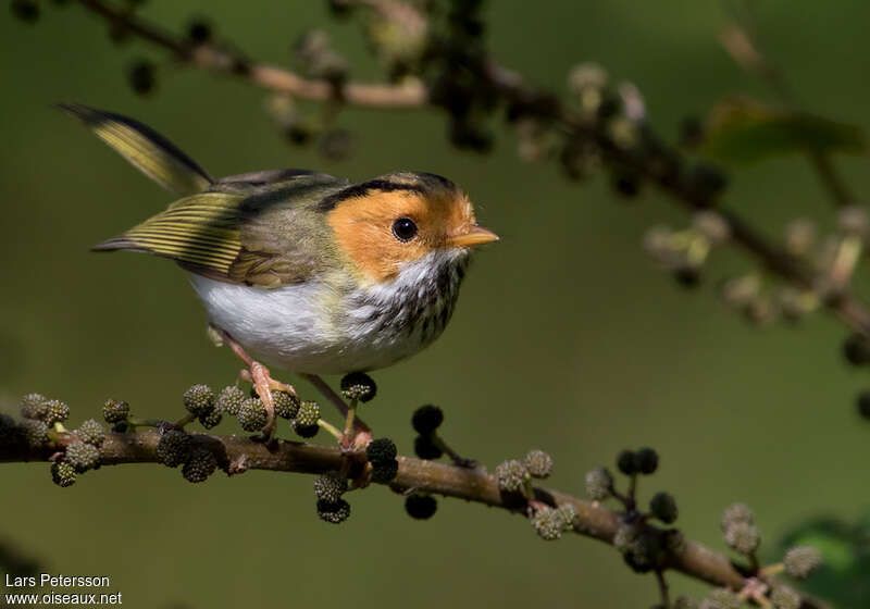 Rufous-faced Warbleradult, identification