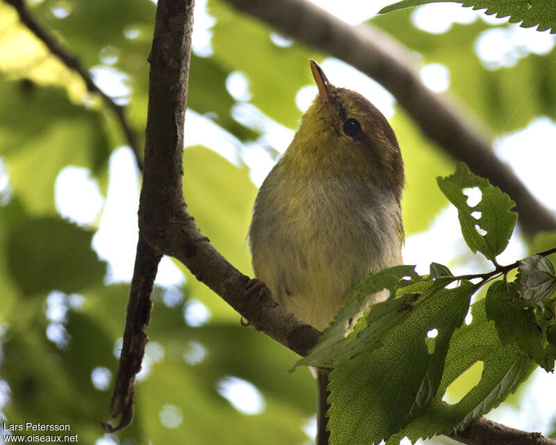 Yellow-throated Woodland Warbleradult, close-up portrait