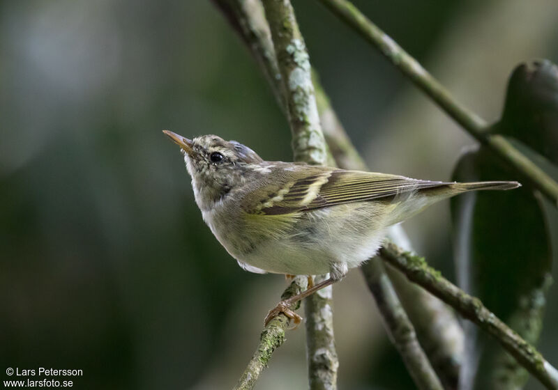 Yellow-browed Warbler