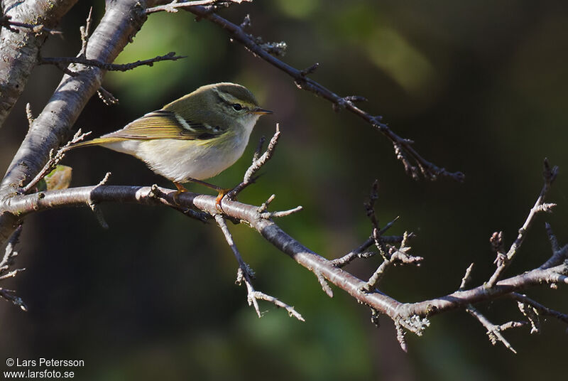 Yellow-browed Warbler