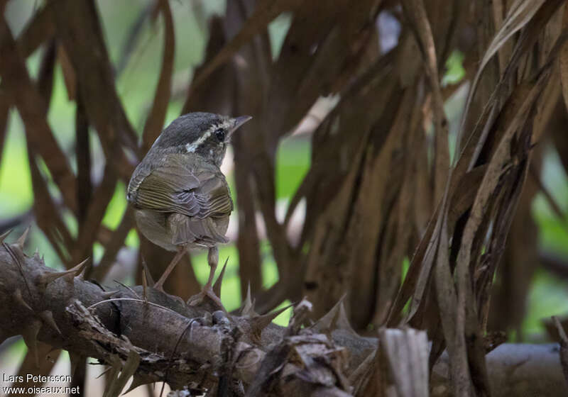 Pale-legged Leaf Warbler, pigmentation