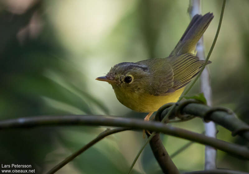 Alström's Warbleradult, close-up portrait