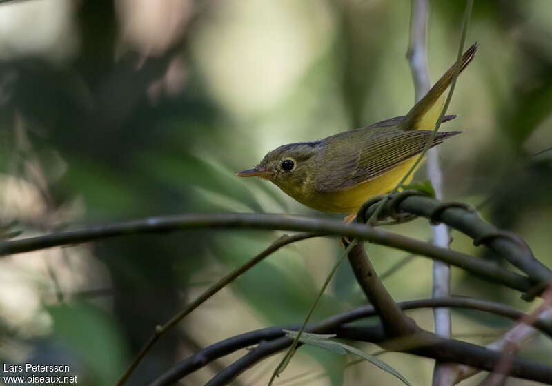 Alström's Warbleradult, identification