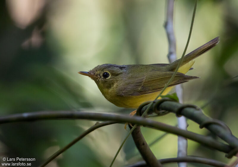 Alström's Warbler