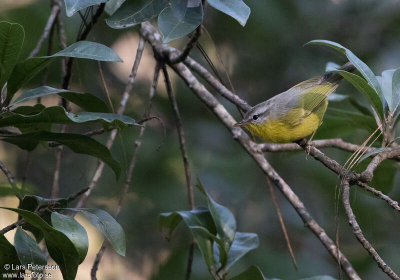 Grey-hooded Warbler