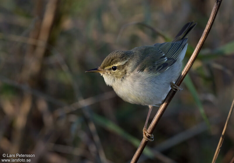 Arctic Warbler