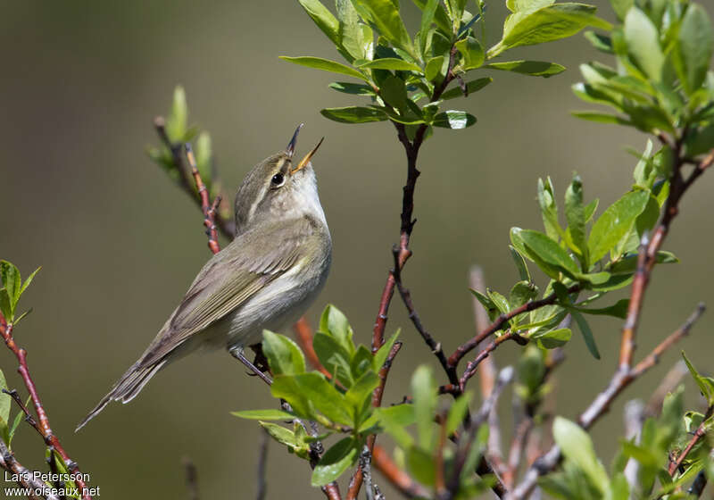 Arctic Warbleradult breeding